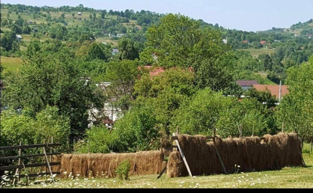 Pensiunea Trei Lalele Moisei Exterior foto